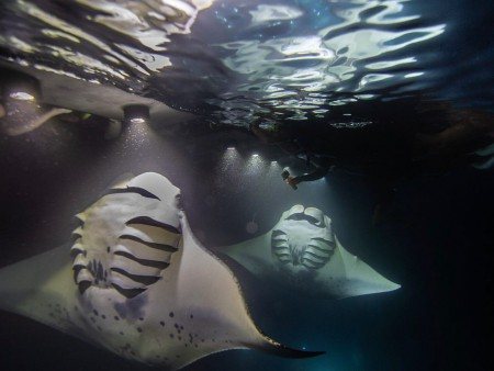 sea paradise manta ray night snorkeling