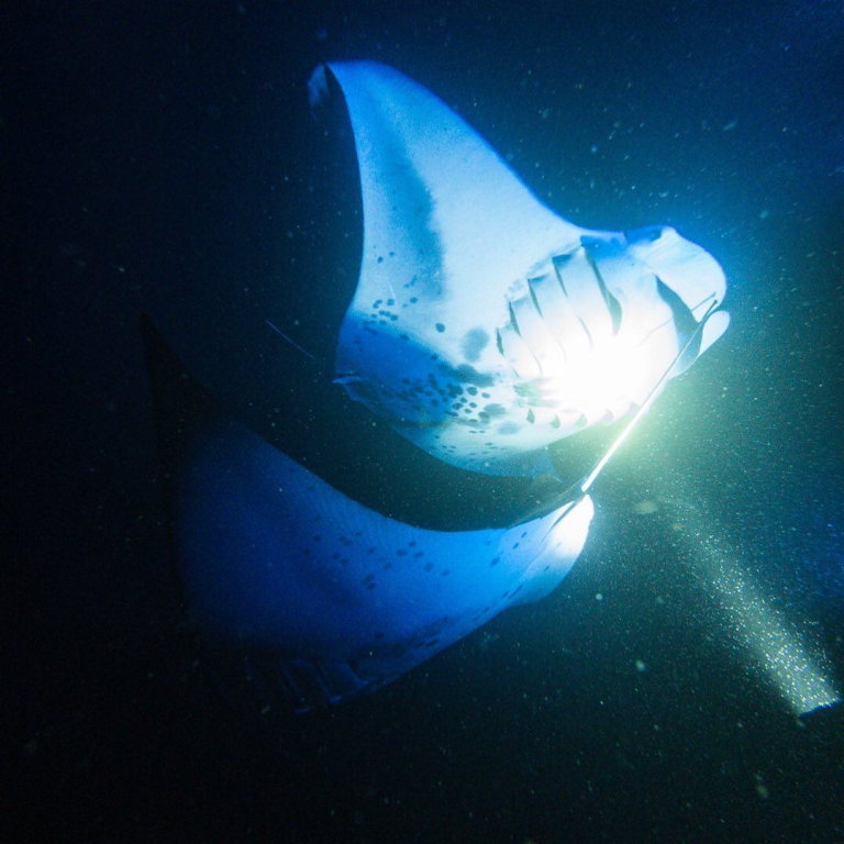 Sea Paradise Manta Ray Night Snorkeling Amazing Views 
