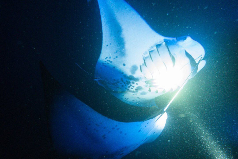 Sea Paradise Manta Ray Night Snorkeling Amazing Views 