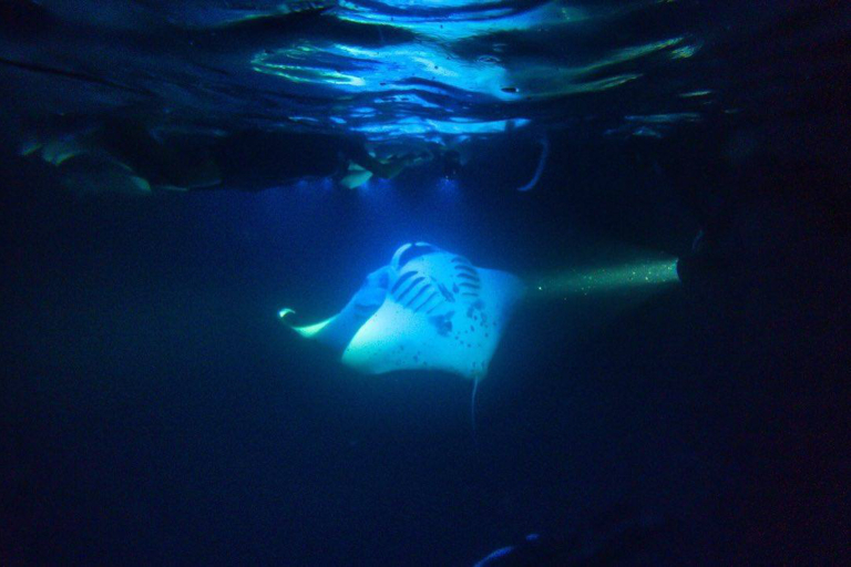Sea Paradise Manta Ray Night Snorkeling Big Island 