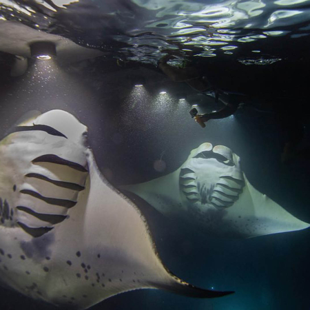 Sea Paradise Manta Ray Night Snorkeling Product