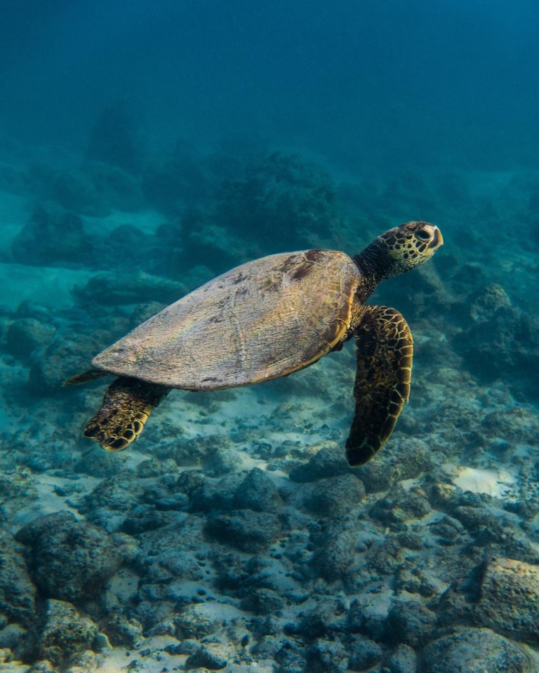 sea paradise morning sail and best snorkeling spots