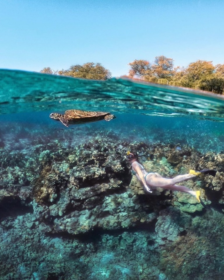 sea paradise morning sail and snorkel big island see marine life