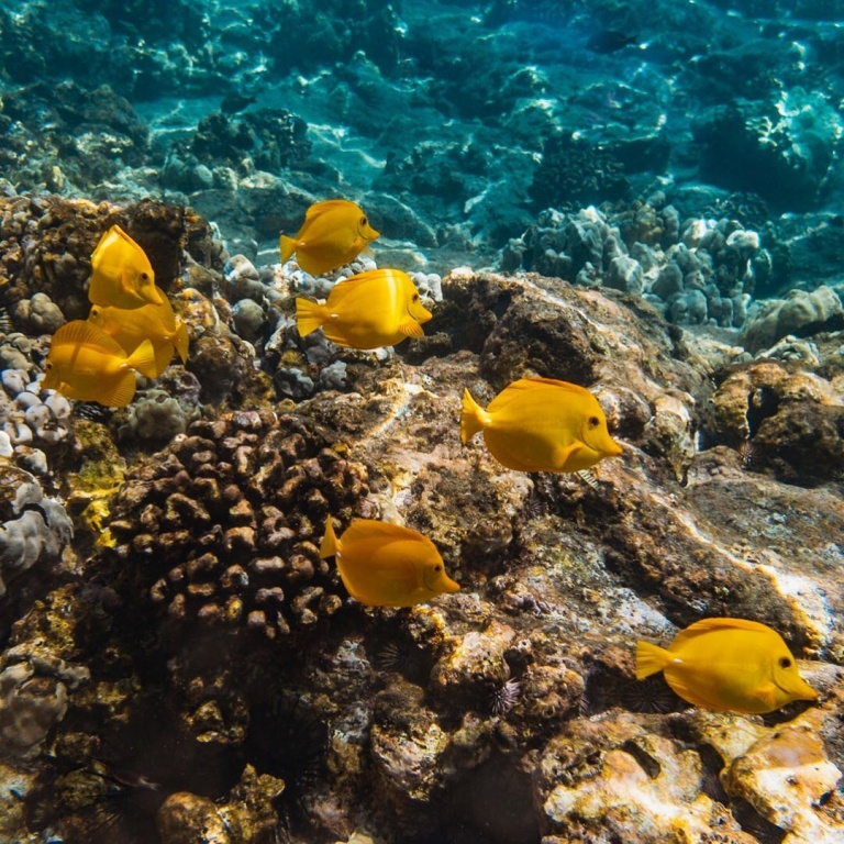 sea paradise morning sail and snorkel tour exploring underwater