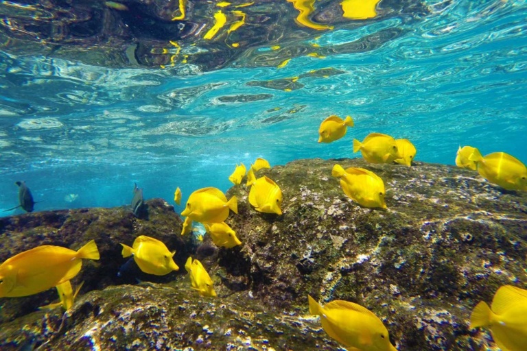 Sea Quest Hawaii Captain Cook Exclusive Feature Kealakekua Fish