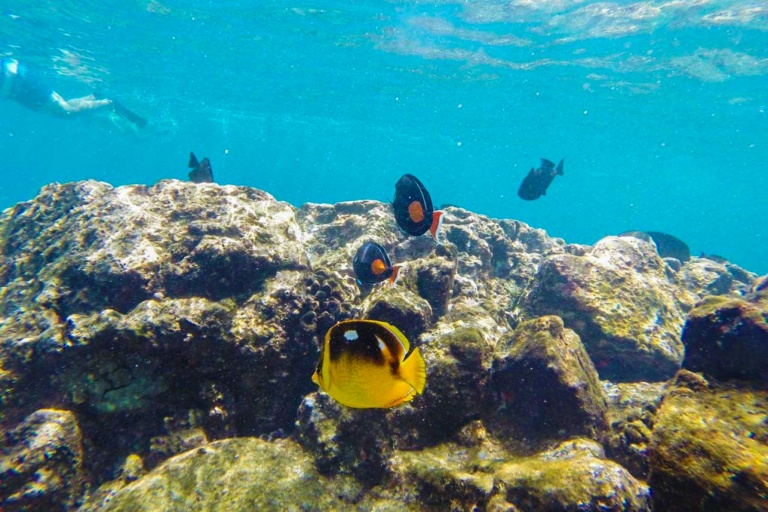 Sea Quest Hawaii Captain Cook Exclusive Feature Kealakekua Marine