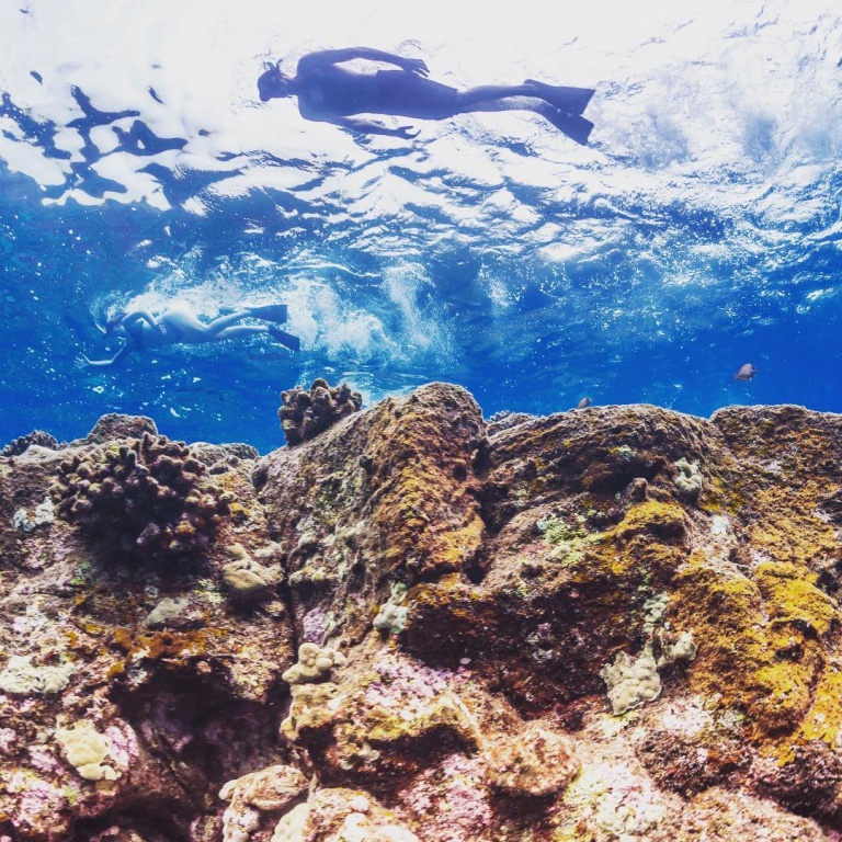 sea quest hawaii expedition south kona life beneath the surface