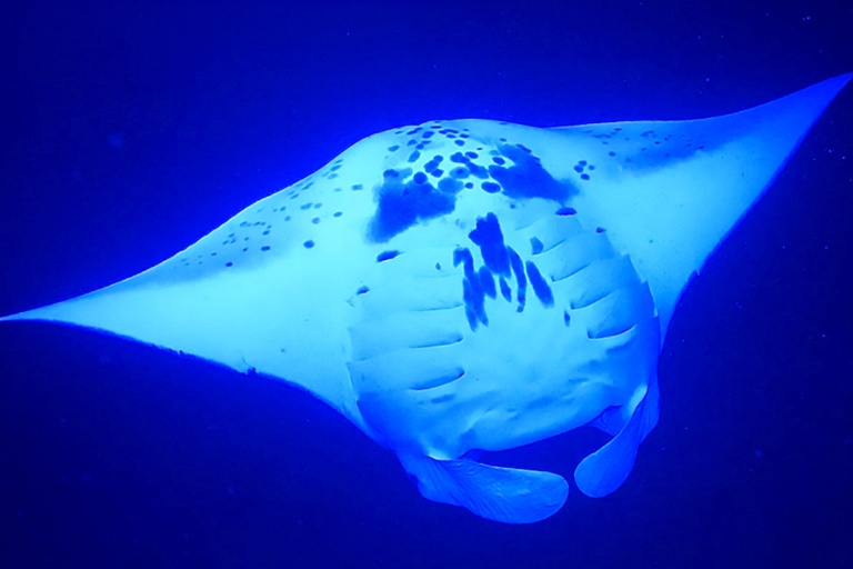 Sea Quest Hawaii Night Manta Experience Feature Learning Experience
