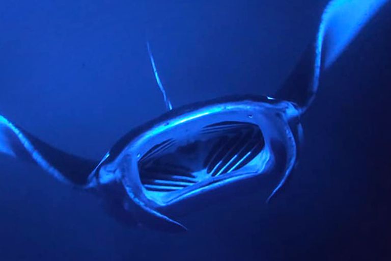 Sea Quest Hawaii Night Manta Experience Feature Learning Experience Km