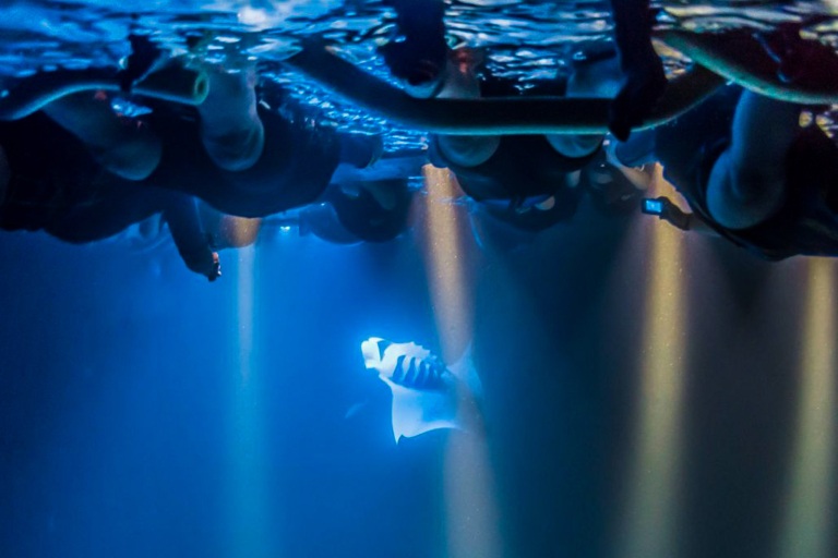 Sea Quest Hawaii Night Manta Experience Feature Learning Experience People