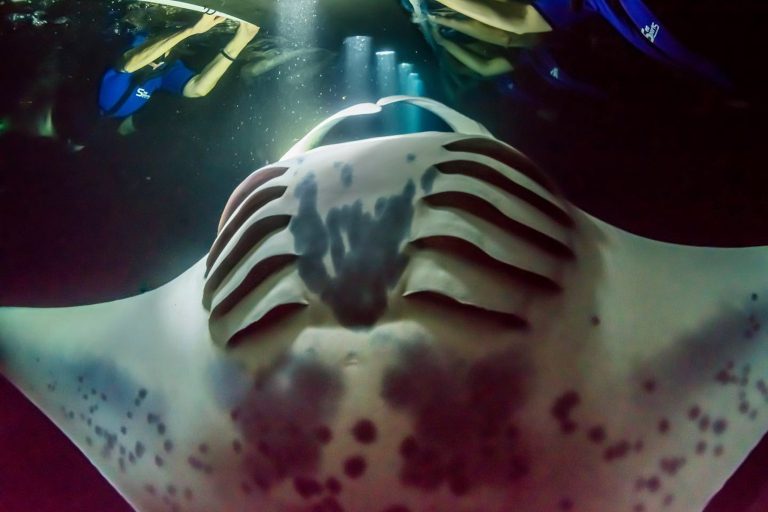 Sea Quest Hawaii Night Manta Experience Feature Nighttime Sky