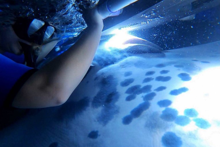 Sea Quest Hawaii Night Manta Experience Feature Underwater Ballet