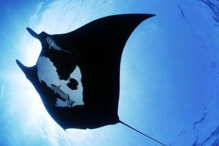Sea Quest Hawaii Night Manta Experience Feature Underwater Ballet Manta