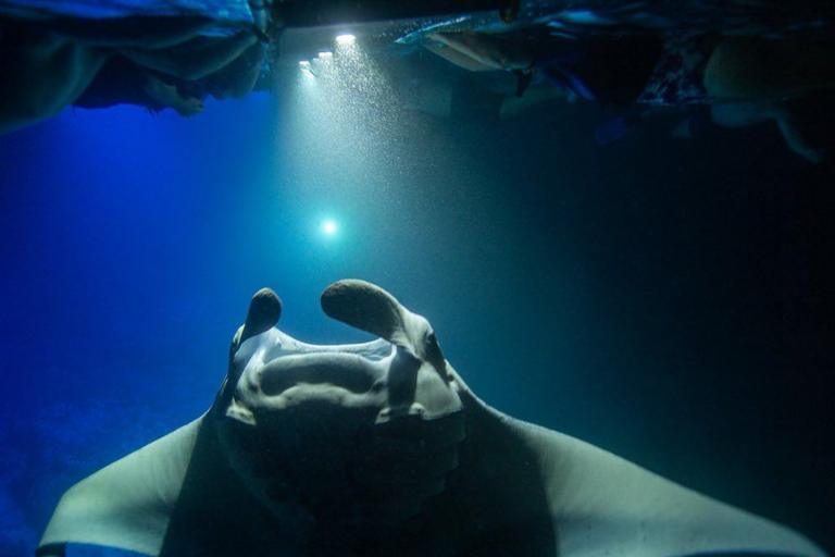 Sea Quest Hawaii Night Manta Experience Feature Underwater Group