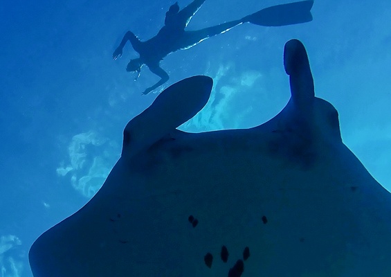 Sea Quest Hawaii Night Manta Experience Slider A