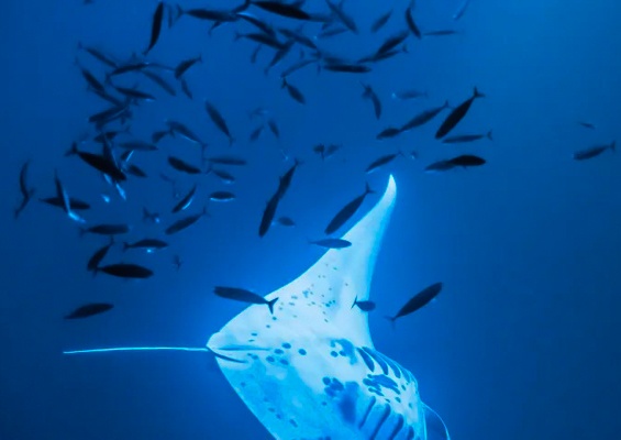Sea Quest Hawaii Night Manta Experience Slider De