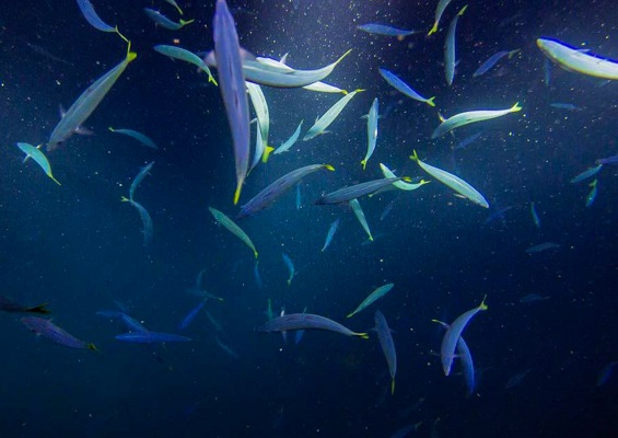 Sea Quest Hawaii Night Manta Experience Slider Gh