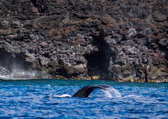 Sea Quest Hawaii Premium Morning Snorkel Slider Whale
