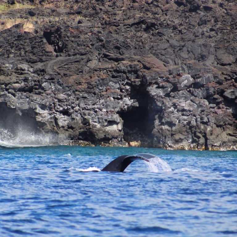 sea quest hawaii premium morning snorkeling big island