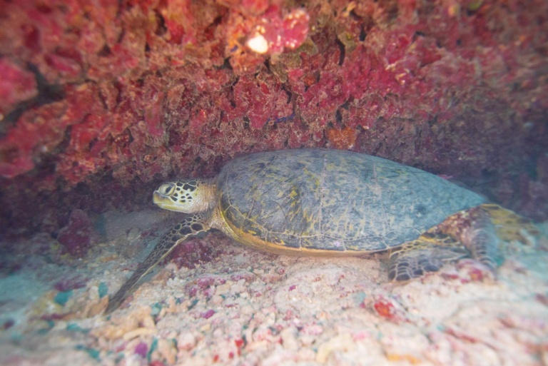 see a variety of fish coral and other underwater creatures aloha scuba diving co