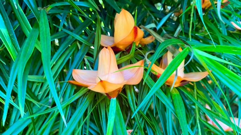 see beautiful tropical garden bike and hike oahu tour