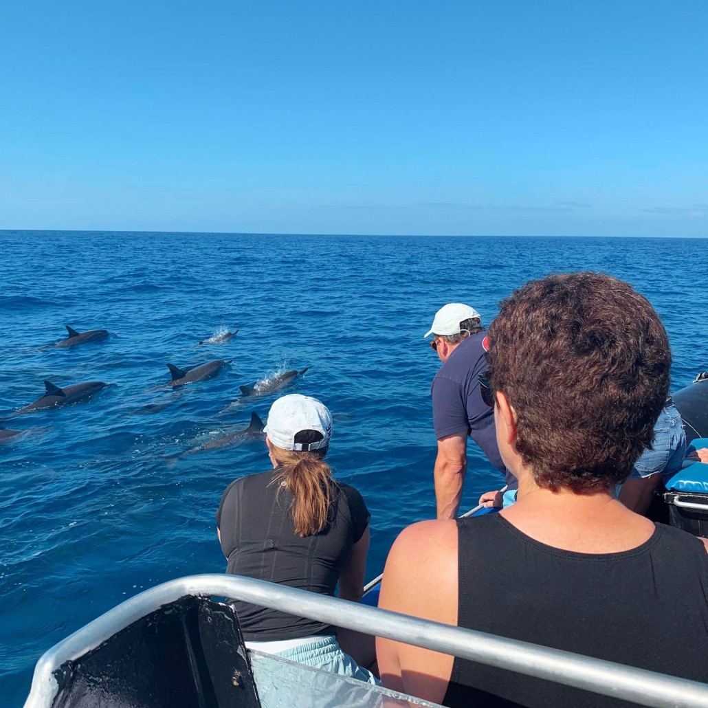 see humpbacks bottlenose dolphins spinner dolphins mantas and the surprise find was sperm whales captain zodiac big island