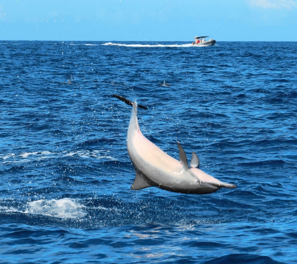 see numerous species of whales and dolphins including the hawaiian spinner dolphin captain zodiac big island
