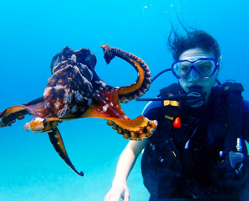 see octopus while snorkel on hula girl cruise maui