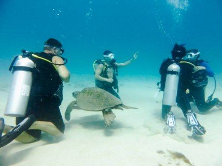see the vibrant marine life scuba diving oahu