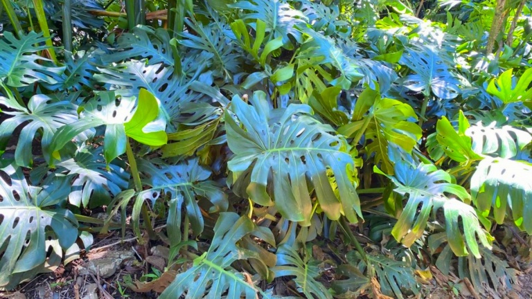 see tropical garden bike and hike oahu tour