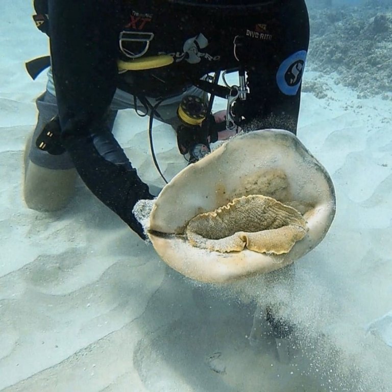 see two of hawaiis reefs up close and learn about the amazing marine life introductory diving dive oahu