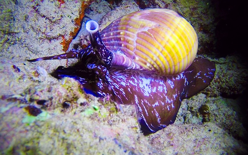 snail night dives oahu island dive oahu