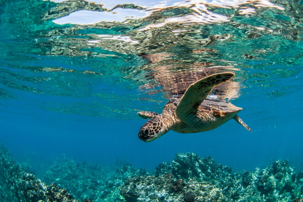 snorkel with turtles maui