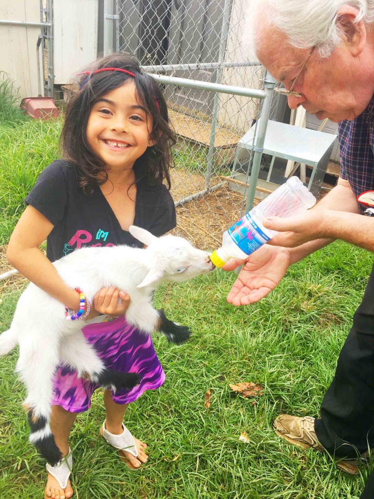 source of interaction and fun for participants with goat