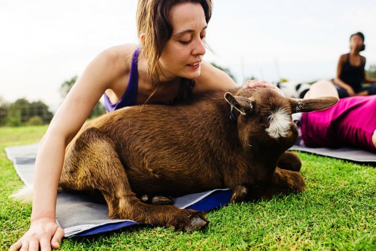 sunset maui goat yoga with live music