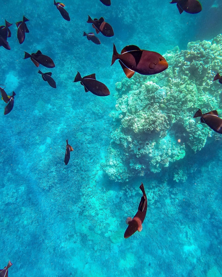 the best snorkeling on the kona kohala coast ocean sports big island