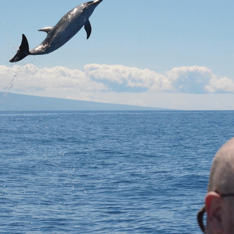 the best way to see whales and dolphins on the big island captain zodiac