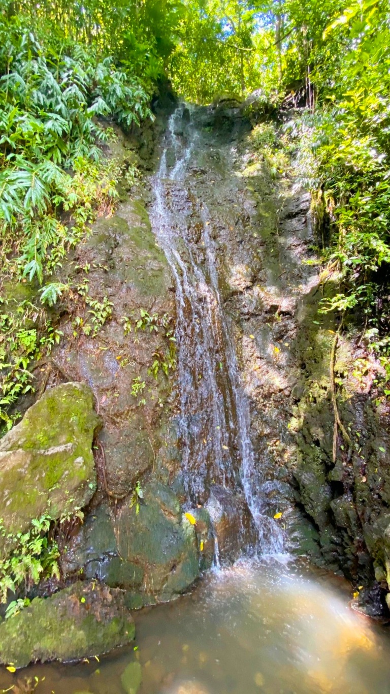 the oahu bike tour ends at the entrance to manoa falls scaled
