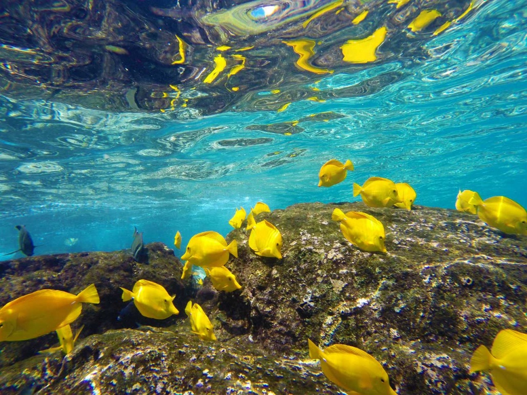 the opportunity to snorkel in kealakekua bay and see the incredible marine life up close sea quest hawaii