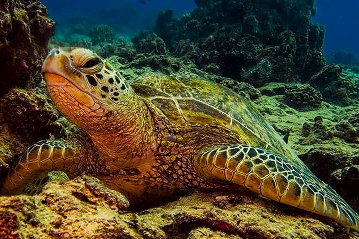 turtle town oahu coral reef diving hawaiian diving