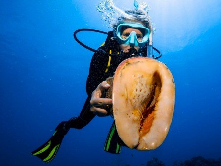 two tank dive oahu coral reef diving hawaiian diving