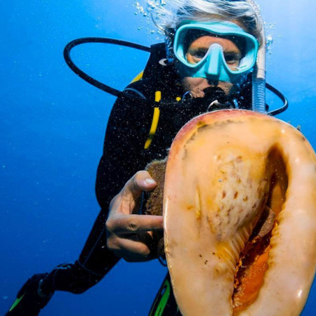 Two Tank Dive Oahu Coral Reef Diving Hawaiian Diving Product