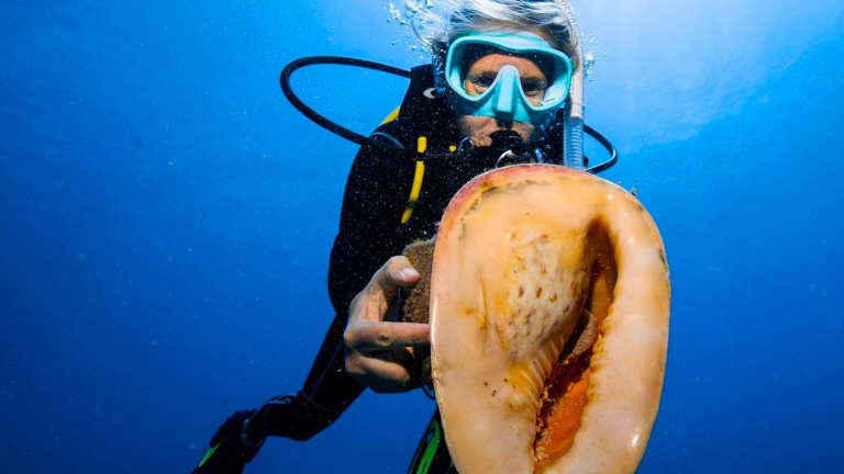 Two Tank Dive Oahu Coral Reef Diving Hawaiian Diving Product 