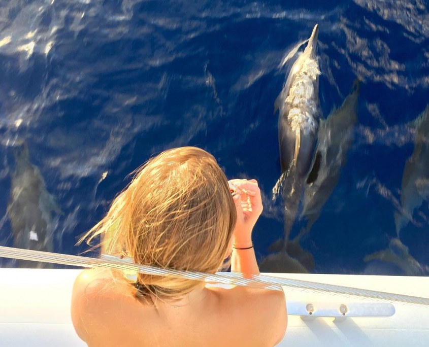 watching the beautiful dolphins mana cruises oahu snorkel tour