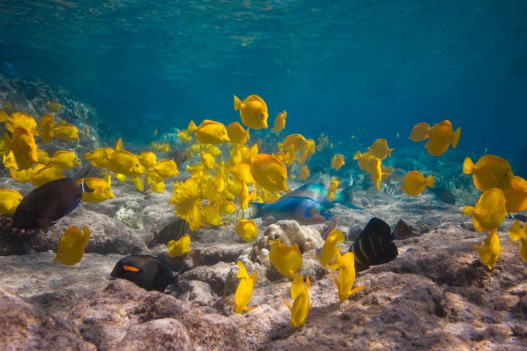 yellow tangs big island captain zodiac