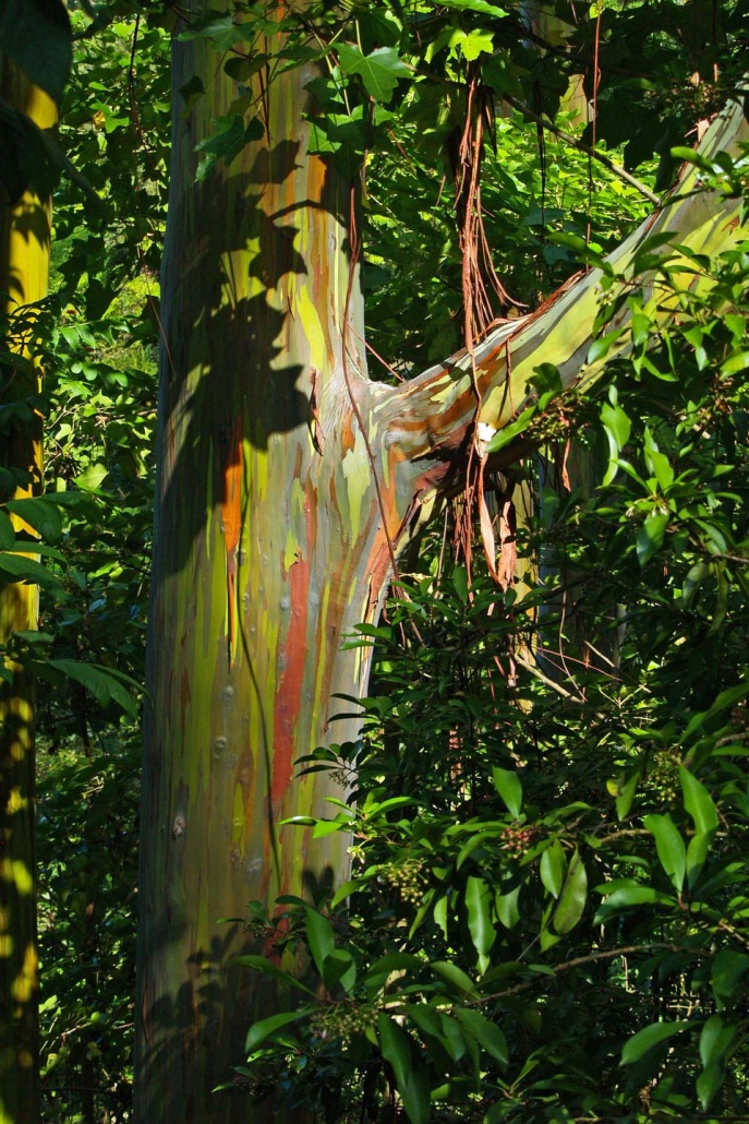 vibrant striped bark of the hawaiian rainbow eucalyptus