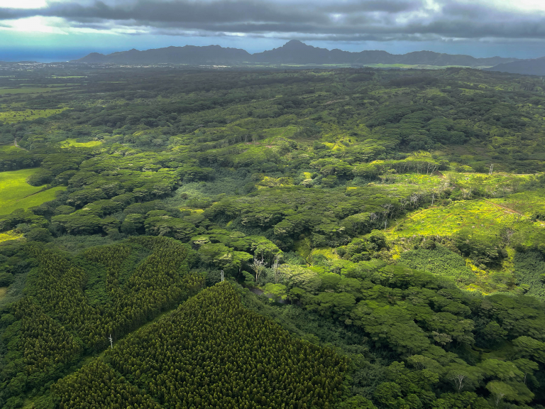 Kauai Central KauaiCentral Kauai forest overlook tour