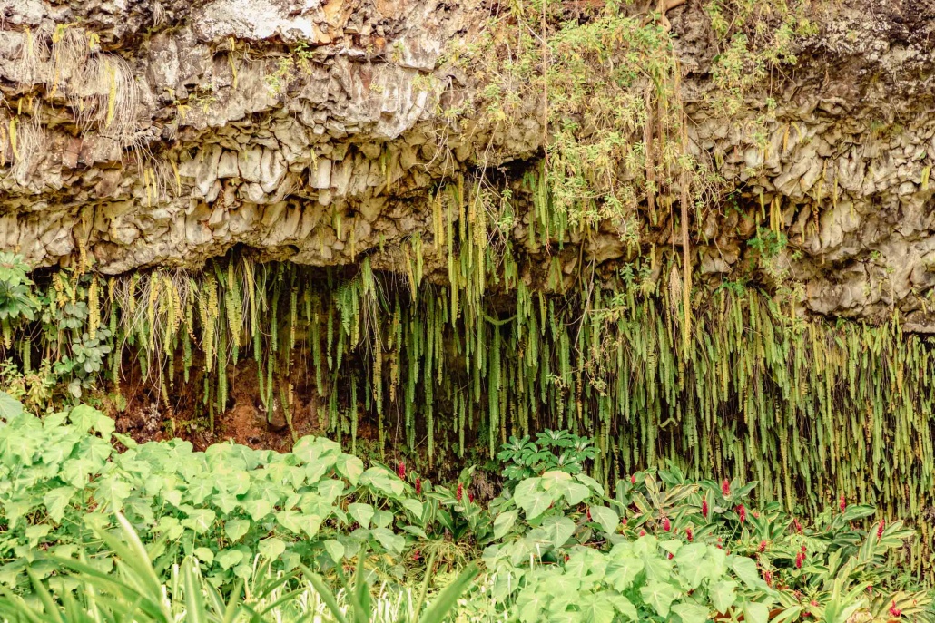 Wailua River Fern Grotto Ferns Kauai