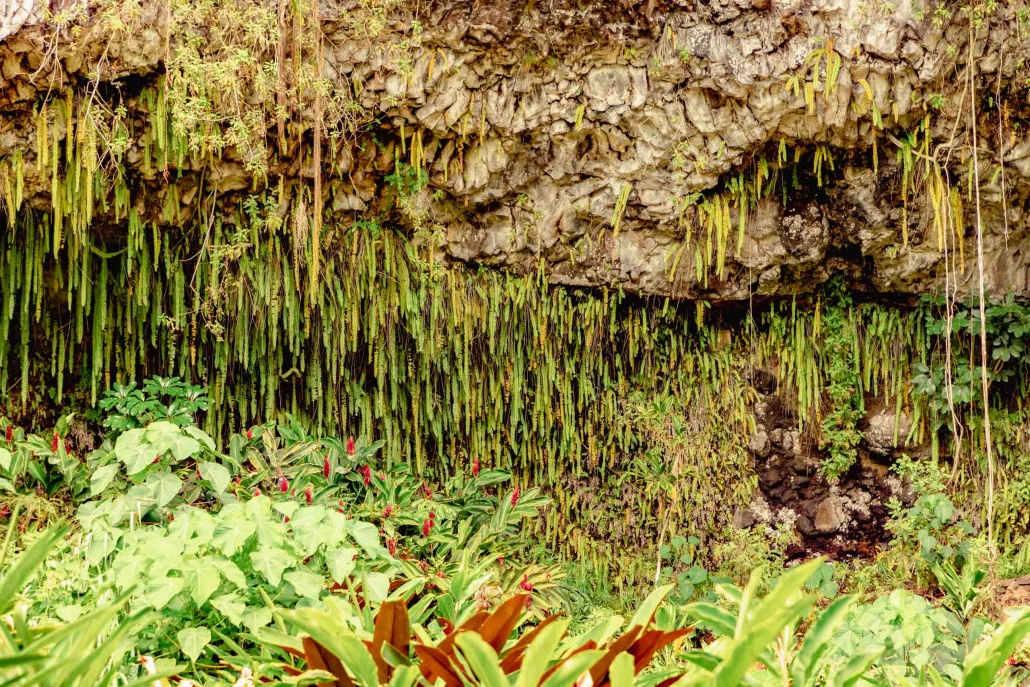 Wailua River Fern Grotto Ferns Kauai 