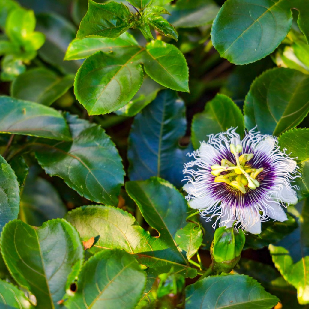 Bikehawaii Palehua Ridge West Oahu Hike Purple Flower